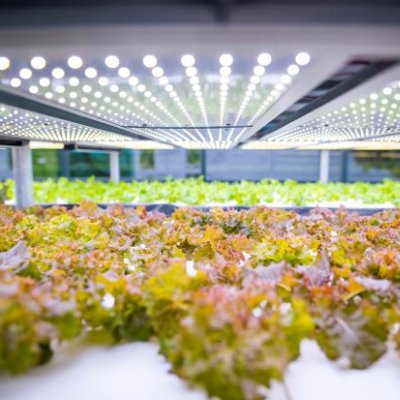 Rows of lettuces growing inside a glass house. Image, 喵喵直播